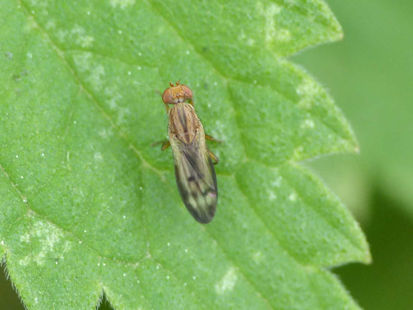 Opomyzidae?